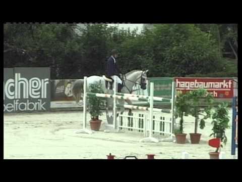 Chap II, 5 jähriger Deckhengst v. Cellestial x Contender