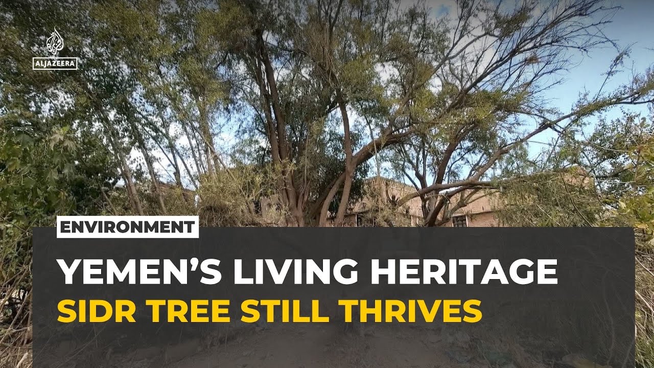 Yemen's ancient Sidr tree: A symbol of heritage, honey and resilience