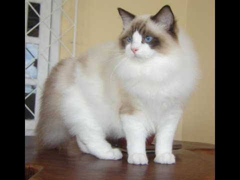 Breed specific Care &  Training tips for your Ragdoll Cat
