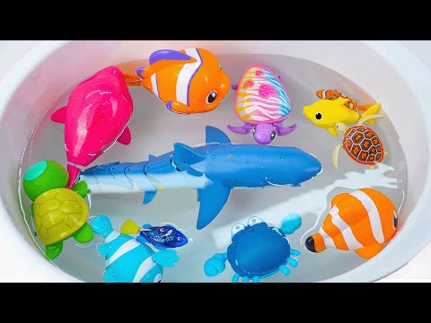 [ Toy asmr ] RC Blue Shark & Zuru Fish & Aquarium & Nino Fish Playset ASMR Satisfying with Unboxing