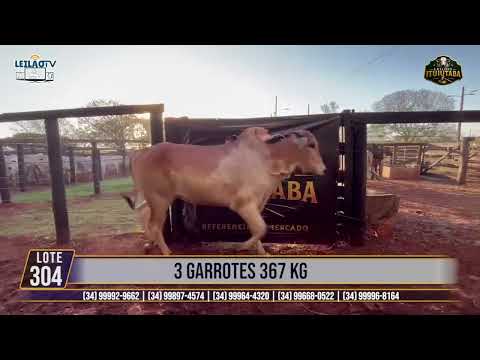 LOTE 304   3 GARROTES 367 KG🔥 AO VIVO: LEILÕES ITUIUTABA 23/07/2026 - PARQUE DE EXPOSIÇÕES JK