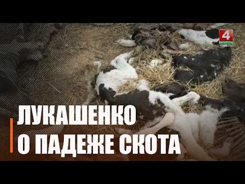 «Руководитель уже в СИЗО. Нашли еще два места». Лукашенко рассказал, что КГК обнаружил гектар земли, на котором валяются погибшие телята, и показал шокирующие фотографии