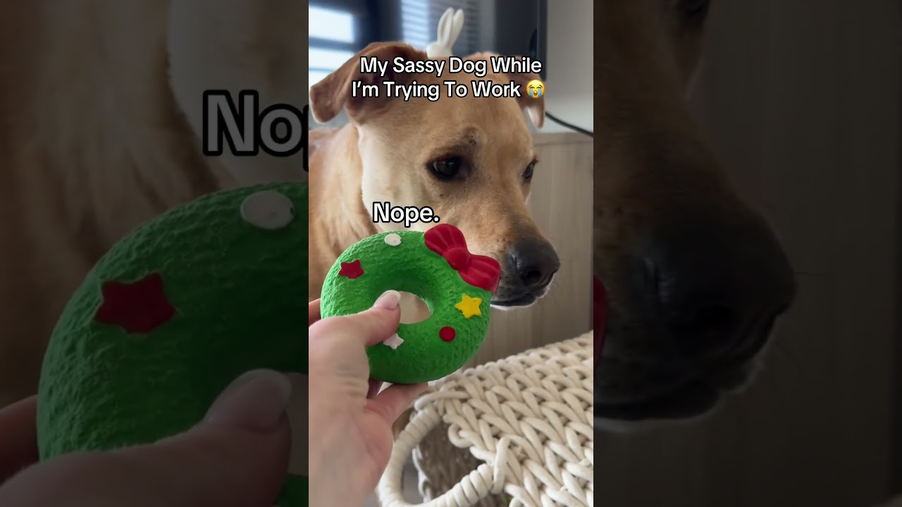 Sandra is BRINGING more sass than usual today 🤣 The added stomps?!