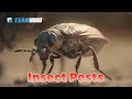 Insect Pests Classification of Insects and Examples