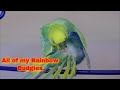 All Of My Rainbow Budgies