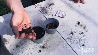 EP105 - How to sow Runner Bean seeds #5minutefriday