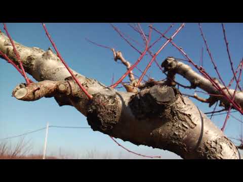 Reč struke ep. 239 21.02.2019. NAJAVA