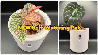 I Started Changing all my Self-watering Pots with this NEW Pots from Wavyleaf!