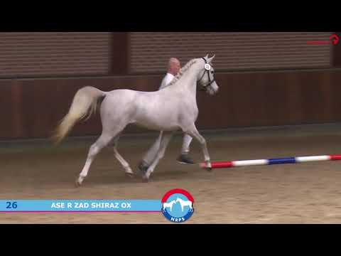 Ase R Zad Shiraz ox (Shiraz de Lafon ox x QR Marc ox) NRPS ggk 2021