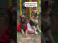 Gabbar Ki Wife Dog Wedding Shorts Shortsfeed Dog Doglovers