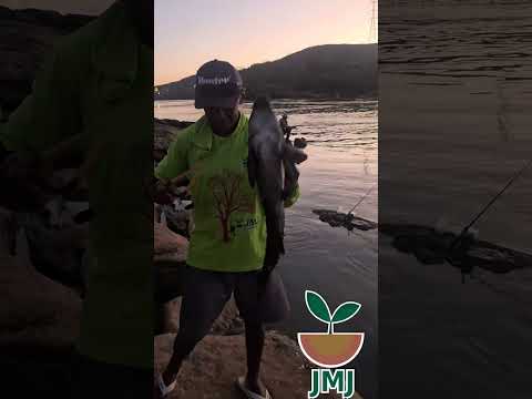 peguei um peixe de estilingue na beirada do rio em lajeado do Tocantins