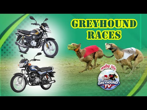 🔴LIVE | WORLD GREYHOUND DOG RACING | FLAT RACE 440 Feet 2026/01/15 #25