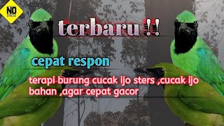 Download lagu terbaru !! terapi burung cucak ijo stres ,bahan supaya cepat gacor mp3 Download lagu terbaru !! terapi burung cucak ijo stres ,bahan supaya cepat gacor mp3