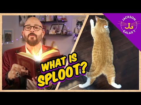 What is Sploot?