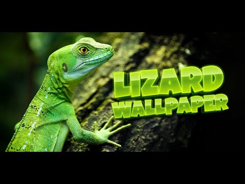 lizard wallpaper