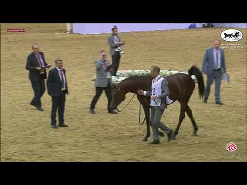 N 275 NASHWAN AL NASSER   Qatar National Arabian Horse Championship 2021   Colts 2 Years Old Class 7