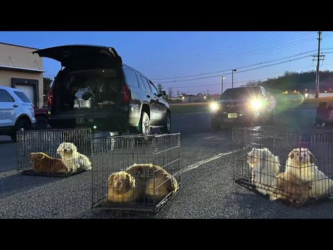 NJ Newton Animal Hording Discovered By Police