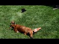 Miniature Dachshund dogs for sale: Barbie - Video 1