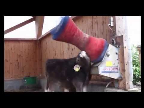 Aww yisss, Cow in pure ecstasy.