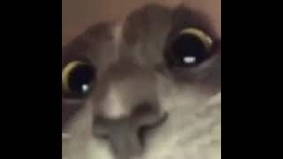 Download lagu funny cat  😸   😺   😽   🙀   😻  magic cat   _  kucing sakti   😱 mp3