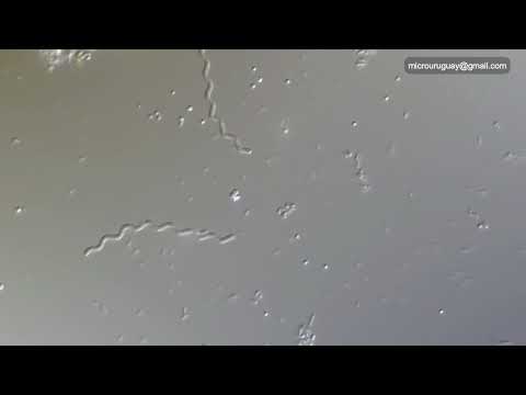 Bacterias espiraladas anaeróbicas marinas - Cuchilla Alta - Canelones - Uruguay