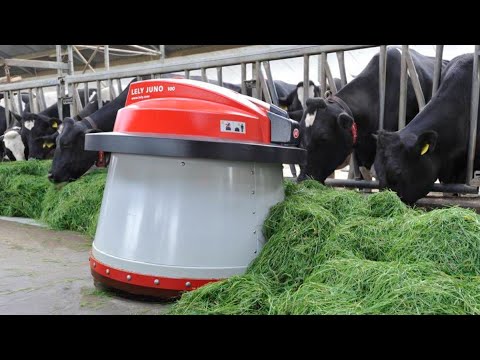 How To Produce 223 Billion Pounds Of Milk In America - Dairy Farm In America #cows