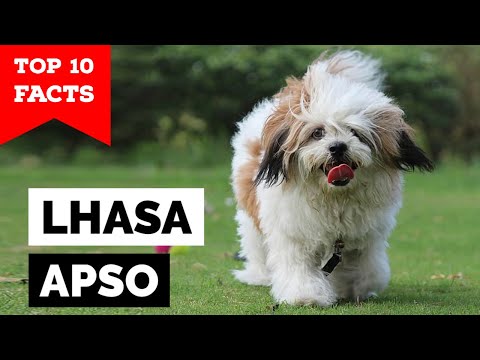, title : 'Lhasa Apso - Top 10 Facts'