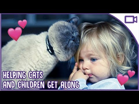 How to Help Cats Get Along with Children - Can They Be Friends?!