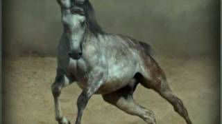 EL MORO Y LA MORA MIGUEL Y MIGUEL