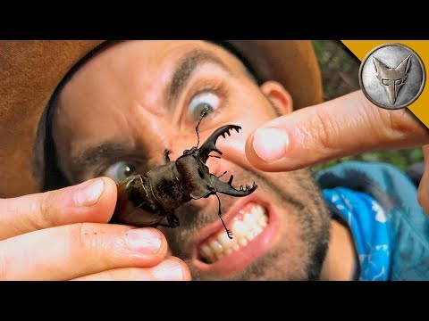 PINCHED by a GIANT STAG BEETLE!