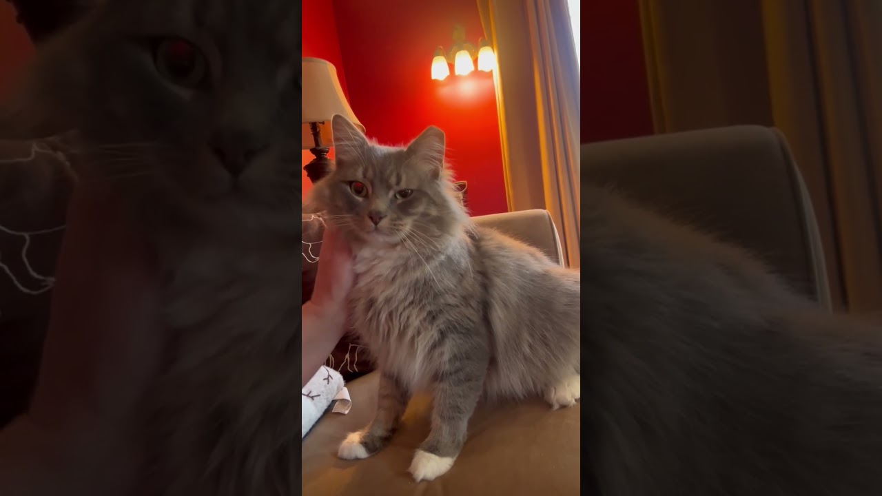 Enlarge Bojangles , a ADOPTABLE Domestic Long Hair in White Marsh, MD video 5/5