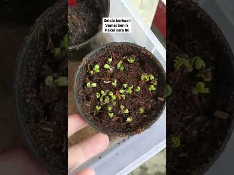 How to sow seeds #ornamentalplants #flowers