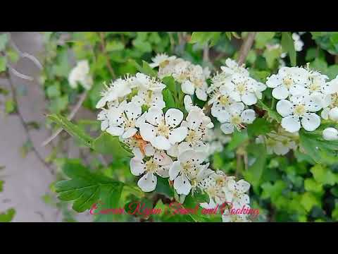 #Ireland 🇮🇪Ireland # Natural Sound#Forest#Flower special#4