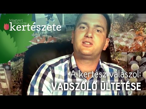 A kertész válaszol: Vadszőlő (Parthenocissus) ültetése és tovább nevelése?