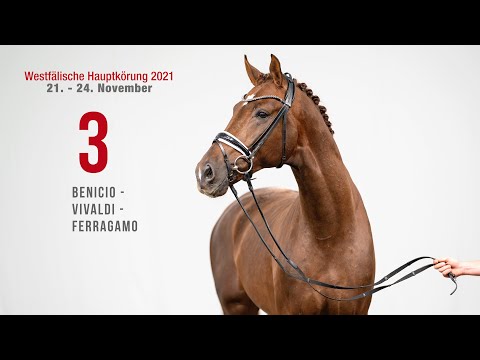 Westfälische Hauptkörung Reitpferdehengste: Kat-Nr. 3 Benicio - Vivaldi - Ferragamo