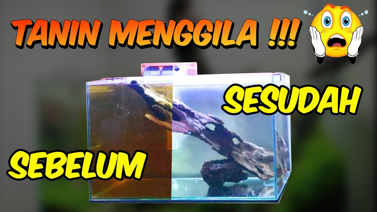 Menghilangkan Tanin Aquascape