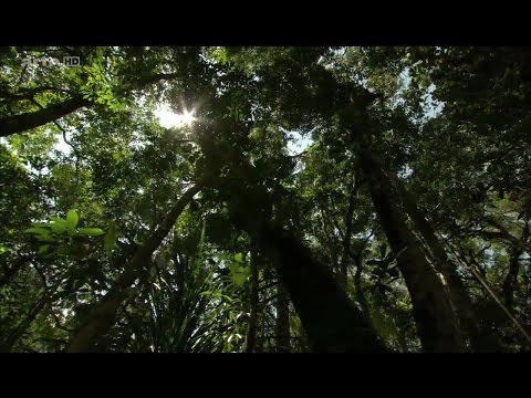 Droles de grenouilles - Documentaire Arte - 30.09.2016