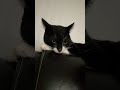 My Cat Tux Doesn T Like His Reflection On My Phone