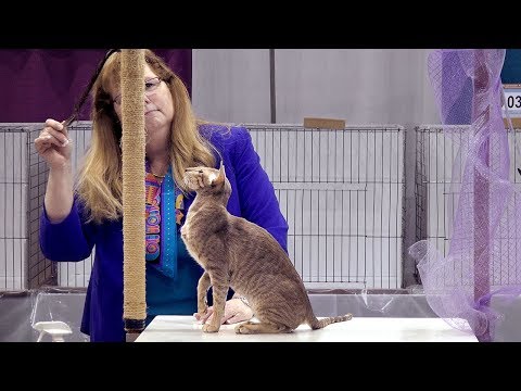 CFA International Cat Show 2018 - Oriental Premier class judging
