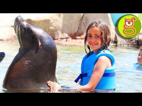 Nadando con LEONES MARINOS en el AQUA PARK