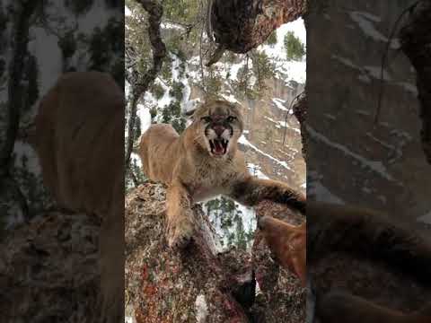 Mountain Lion ledged up. Pulled dogs and freed.