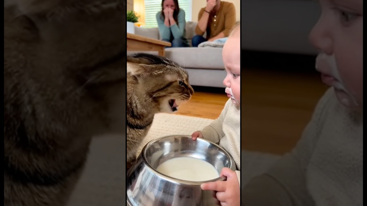 猫のミルクを飲んでしまった赤ちゃん。猫に文句を言われ、どうしていいか分からず固まってしまう。。。#cat #cats #baby #cute #funny #shorts #catvideos