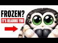 If a Jumping Spider Has Ever Stared at You Without Moving, This Is What Was Actually Happening DEFAULT Thumbnail