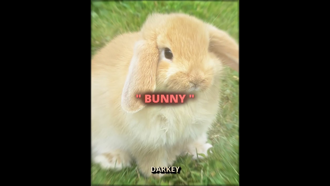 " 🐇 The Bunny? ⚽ " Bunny Iglesias Edit || Ib : @Solnekq || Song - SENTA NO GAROTO