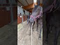 Pouliche à réserver
