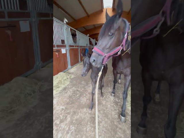 Pouliche &agrave; r&eacute;server 