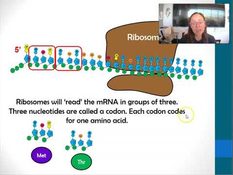 What is a codon? (And Translation)