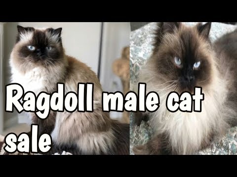 Himalayan ragdoll male cat sale | 7 month old | Karthik brothers media