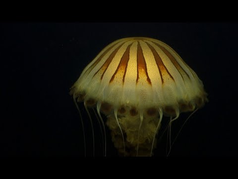 Chrysaora hysoscella