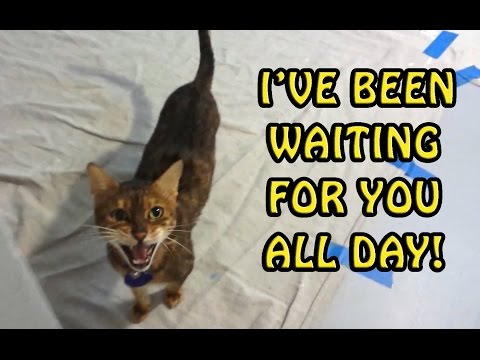Meow! Where Have You Been? Hilarious Cat Compilation